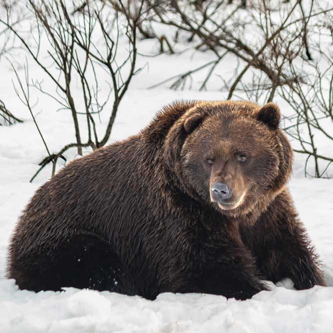 A grizzly bear sitting in the snow