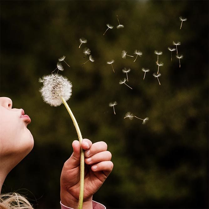 The nose, lips, chin, and hand of a young child blowing dandelion seeds into the wind