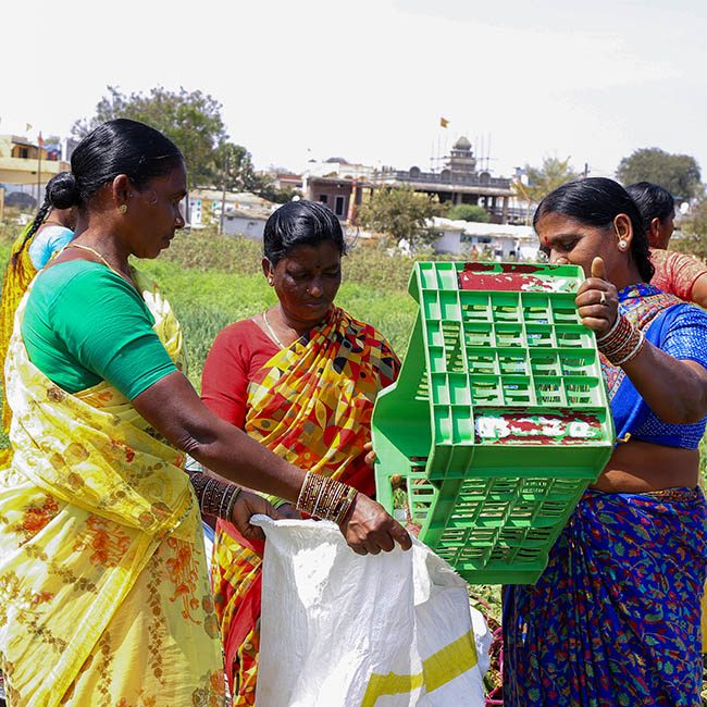 3 women in an agricultural field in India work together to transfer produce from a plastic crate into a plastic bag.