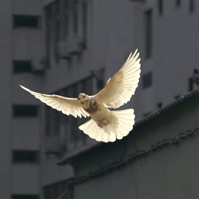 A white and grey dove in flight. A building is visible in the background