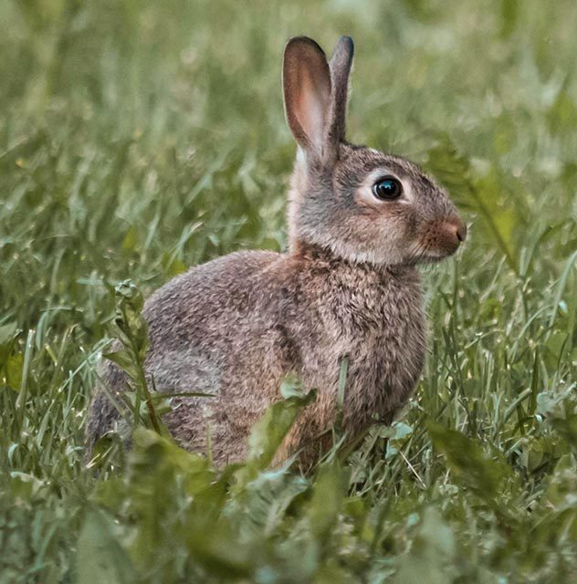 A jackrabbit sits alert in a green grassy field
