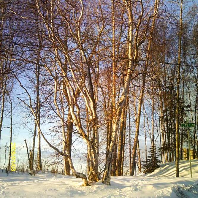 Bare trees in winter with snow on the ground