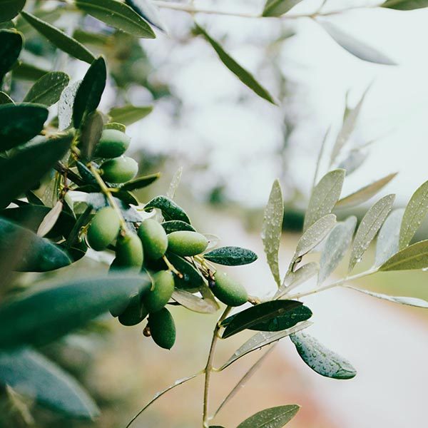 Close-up of an olive branch with the orchard soft-focus in the background