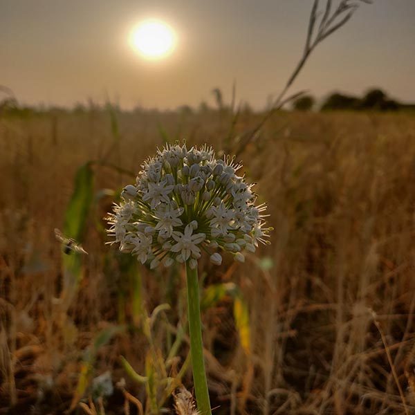 A single onion flower in a dry field at sunset