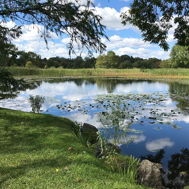 A pond surrounded by grass and trees on a sunny day. The blue sky and clouds are reflected on the water.