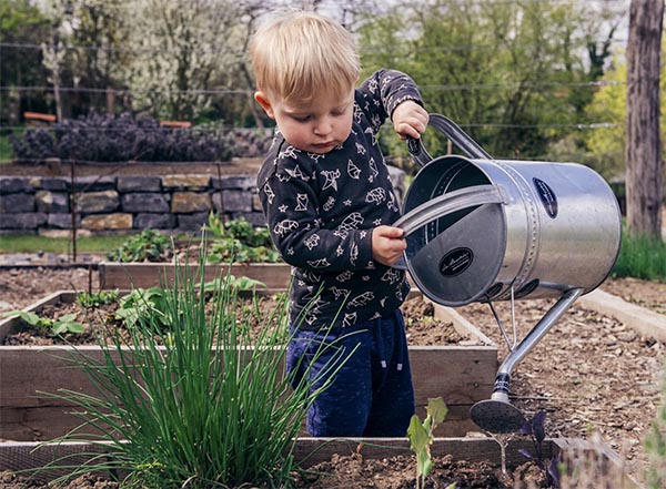 A toddler uses a galvanized metal watering can to water plants in a raised bed garden