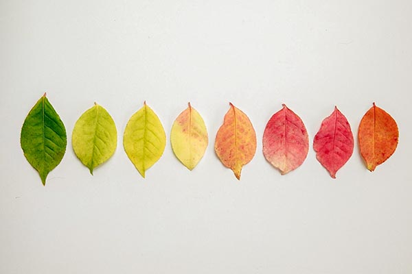 8 leaves in a row, representing a gradient from green to yellow to red.