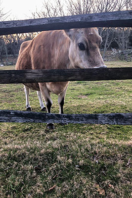 A cow standing behind a wooden fence