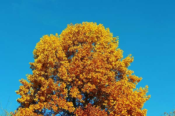 The top half of a tree with leaves in yellow and orange.