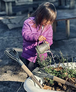 A young girl in a purple jacket uses an old teapot to water a garden that is growing in an old wheelbarrow.