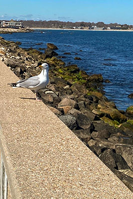 A seagull perched on the sea wall