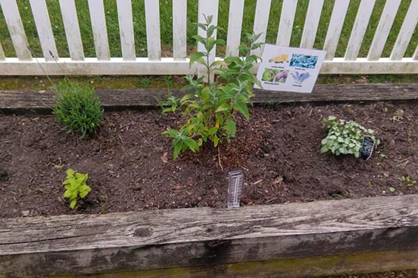 A raised garden bed with a sensory garden of herbs