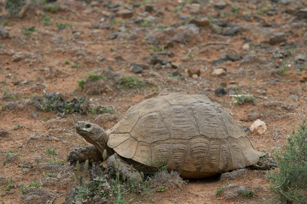a brown turtle walking across the brown dirt