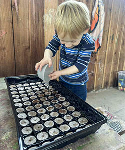 A young boy in a striped shirt carefully waters a tray of seedlings.